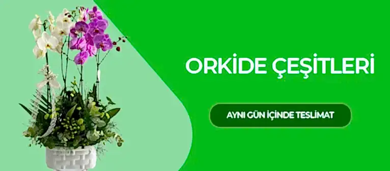 Orkide - Orkide Fiyatları