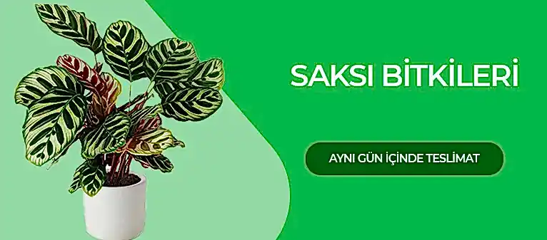 Saksı Çiçekleri