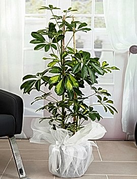 Şeflera ( Schefflera) Saksı Çiçeği 90 - 120 cm
