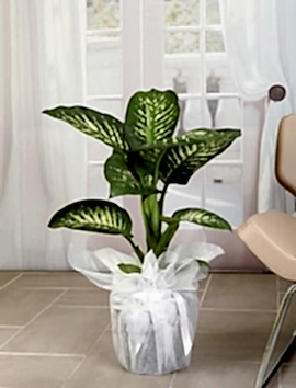 Tropik Snow 80 cm