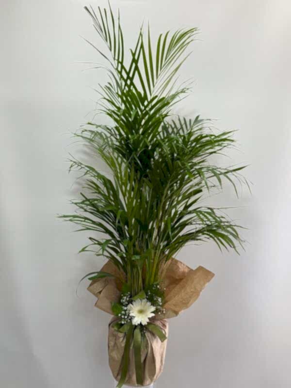 Areka Palmiyesi 120 cm