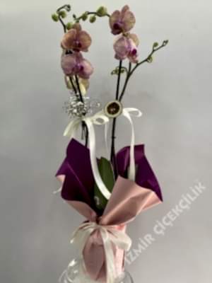 2 Dallı Pembe Orkide Phalaenopsis
