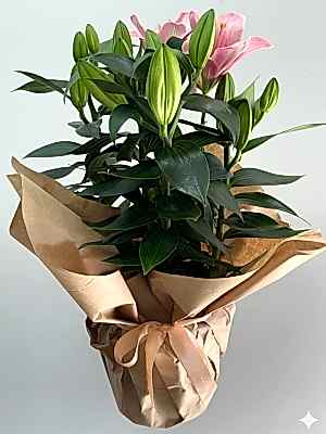 Saksıda Pembe Lilyum 50 cm