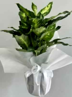 Difenbahya ( Dieffenbachia Tropic Snow ) 60 cm