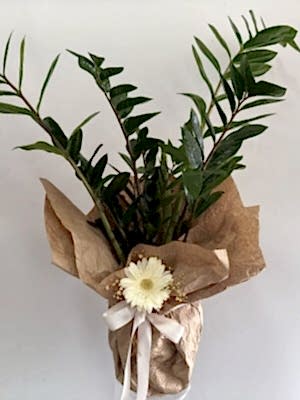 Zamia ( Zamioculcas ) 70 cm